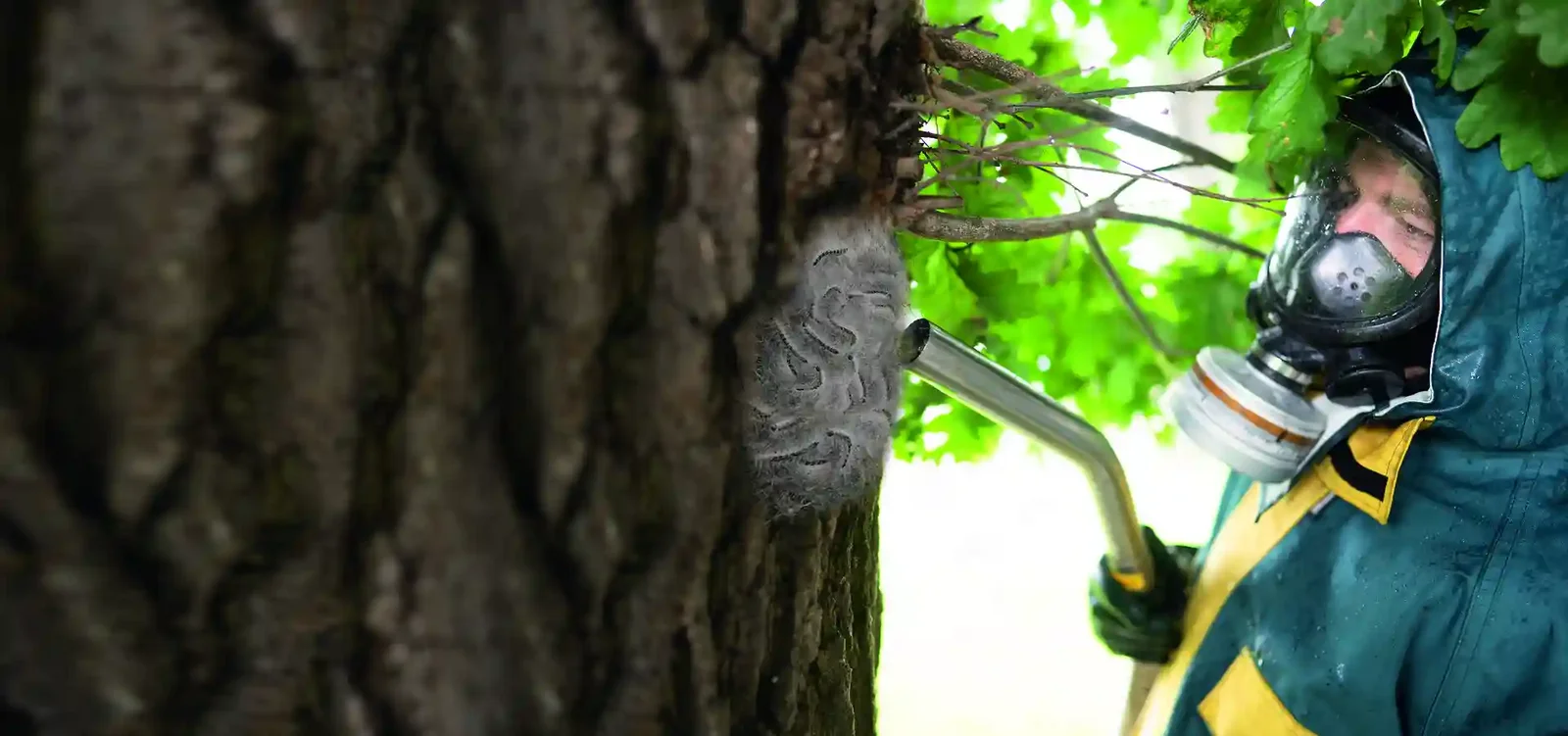 Safely vacuum up oak processionary moths.